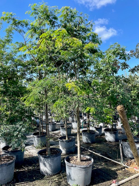lysiloma-latisiliquum-wild-tamarind-florida-native-tamarind