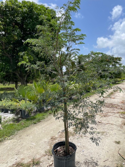 lysiloma-latisiliquum-wild-tamarind-florida-native-tamarind