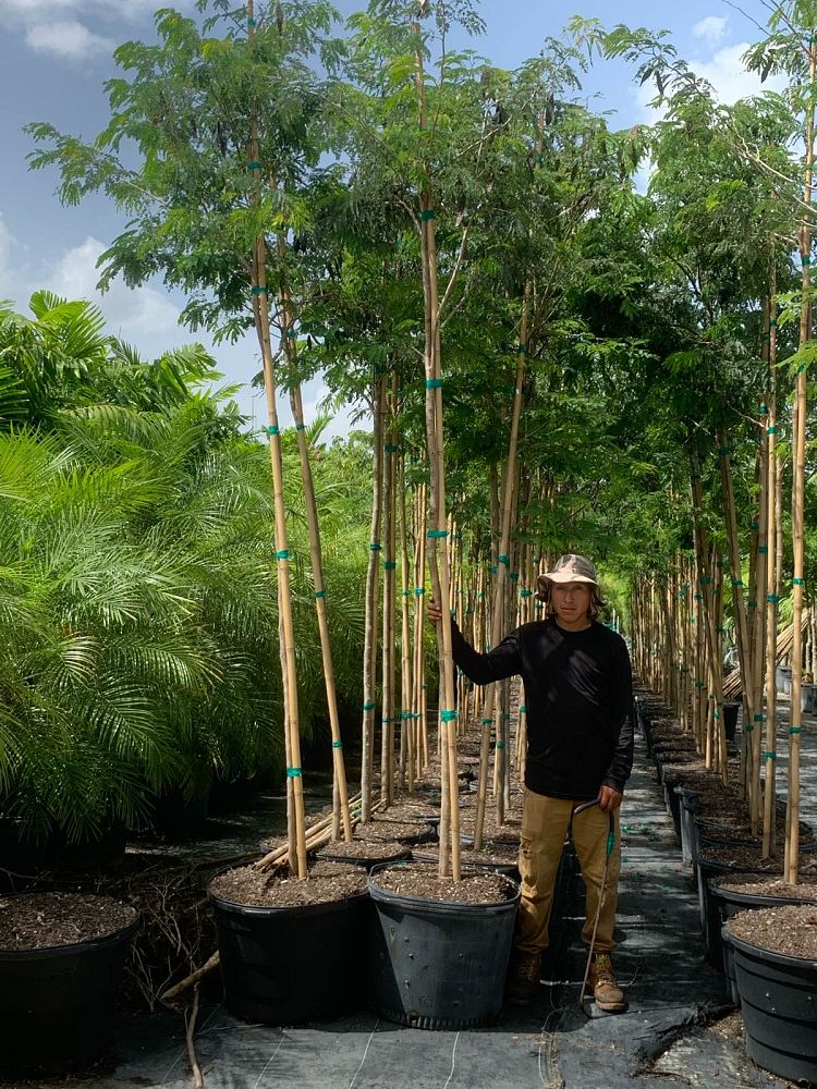 lysiloma-latisiliquum-wild-tamarind-florida-native-tamarind