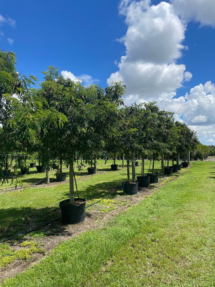 lysiloma-latisiliquum-wild-tamarind-florida-native-tamarind
