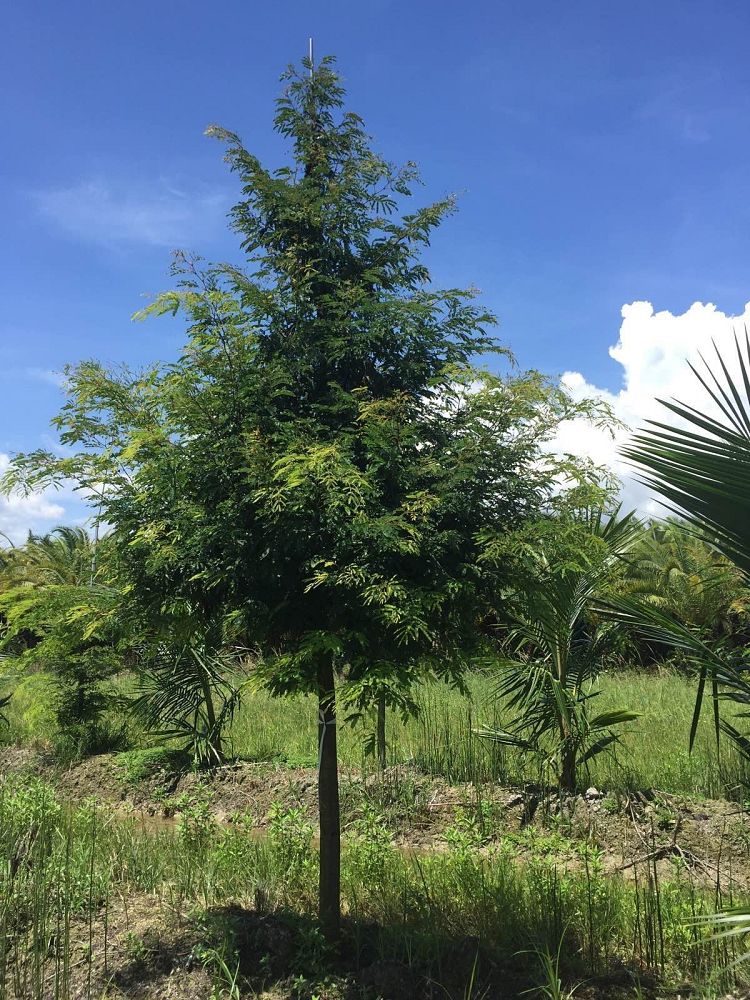 lysiloma-latisiliquum-wild-tamarind-florida-native-tamarind