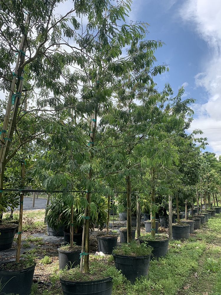 lysiloma-latisiliquum-wild-tamarind-florida-native-tamarind