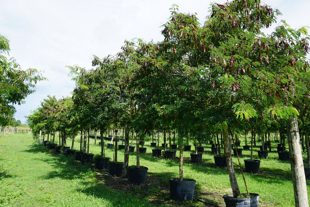 lysiloma-latisiliquum-wild-tamarind-florida-native-tamarind