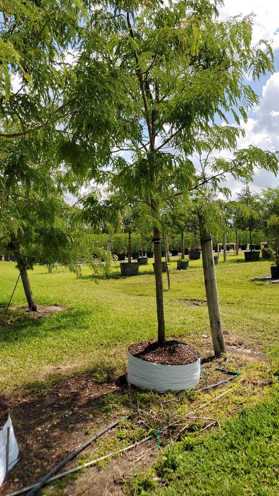 lysiloma-latisiliquum-wild-tamarind-florida-native-tamarind