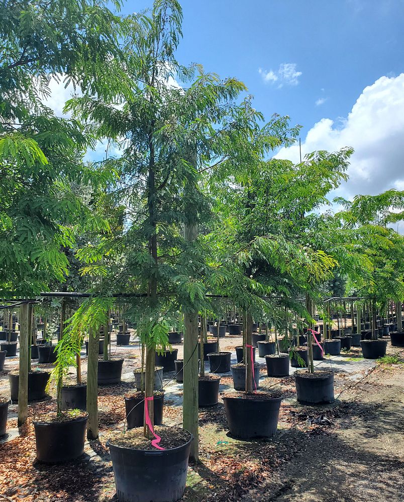 lysiloma-latisiliquum-wild-tamarind-florida-native-tamarind