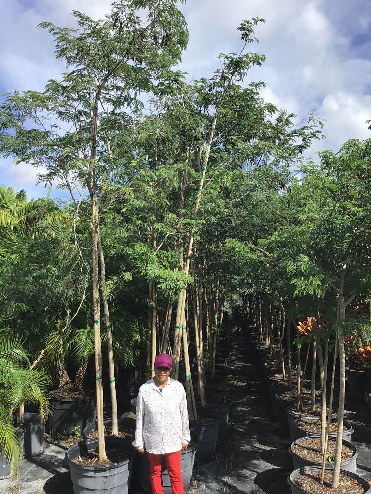 lysiloma-latisiliquum-wild-tamarind-florida-native-tamarind