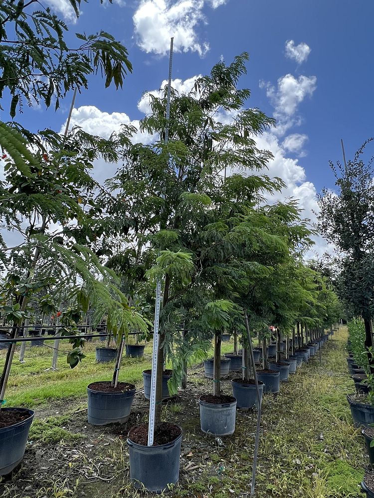 lysiloma-latisiliquum-wild-tamarind-florida-native-tamarind