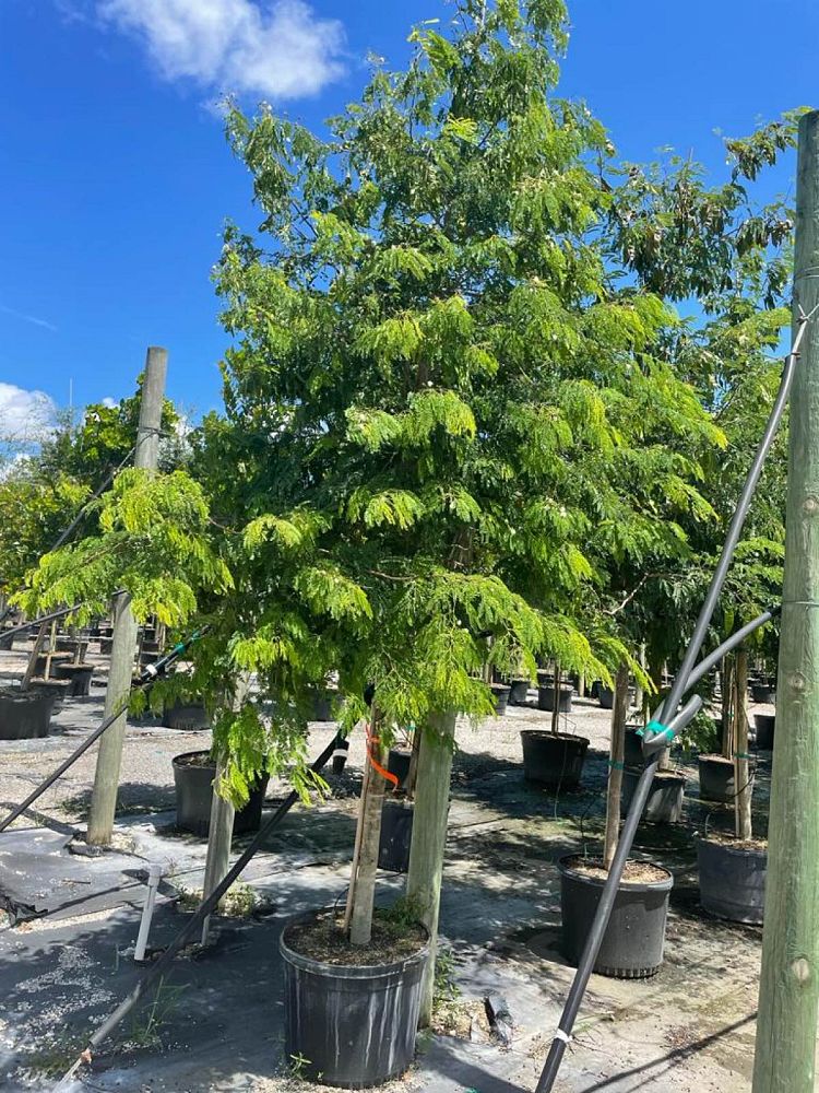 lysiloma-latisiliquum-wild-tamarind-florida-native-tamarind