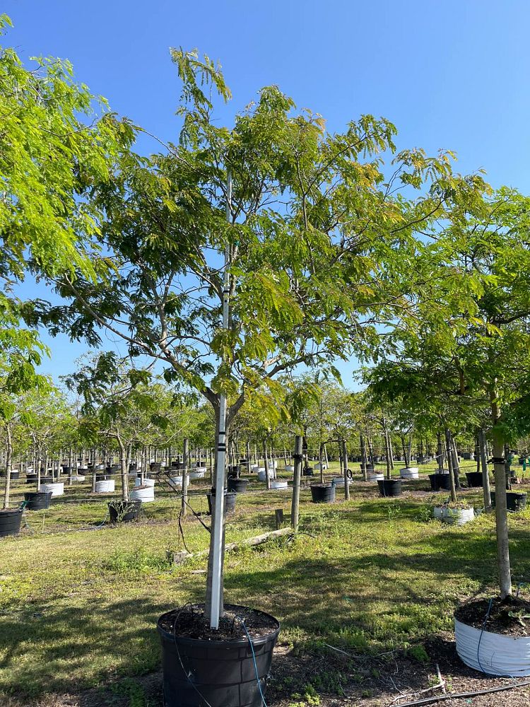 lysiloma-latisiliquum-wild-tamarind-florida-native-tamarind