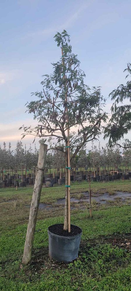 lysiloma-latisiliquum-wild-tamarind-florida-native-tamarind