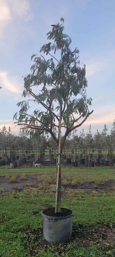 lysiloma-latisiliquum-wild-tamarind-florida-native-tamarind