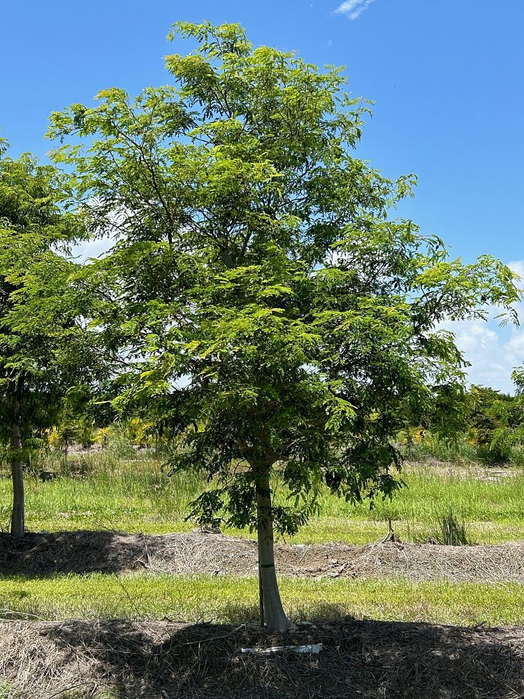 lysiloma-latisiliquum-wild-tamarind-florida-native-tamarind