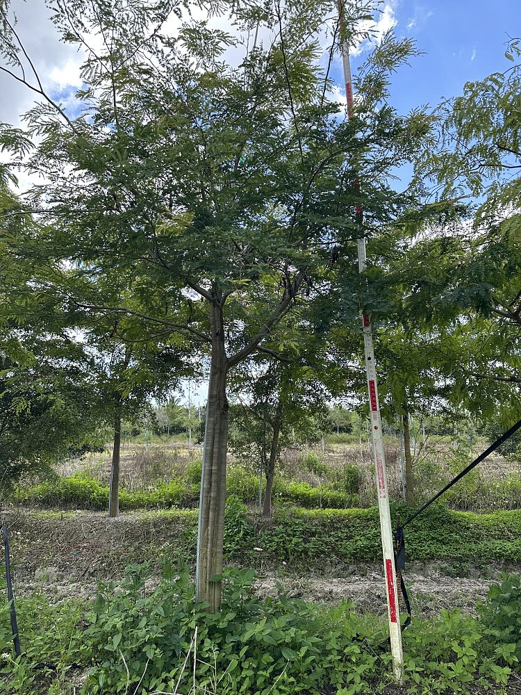 lysiloma-latisiliquum-wild-tamarind-florida-native-tamarind