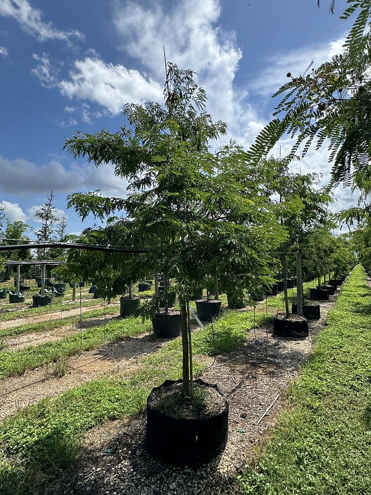 lysiloma-latisiliquum-wild-tamarind-florida-native-tamarind