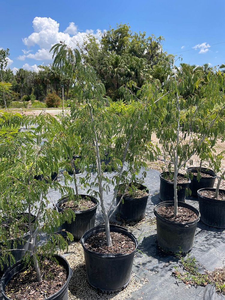 lysiloma-latisiliquum-wild-tamarind-florida-native-tamarind