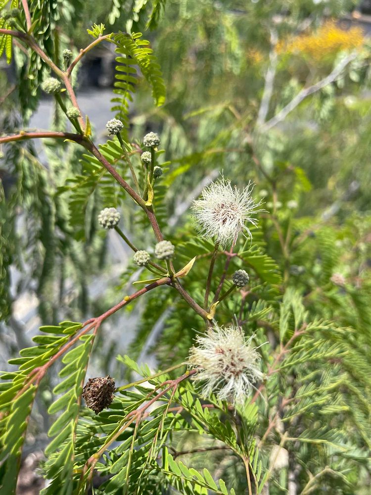 lysiloma-latisiliquum-wild-tamarind-florida-native-tamarind