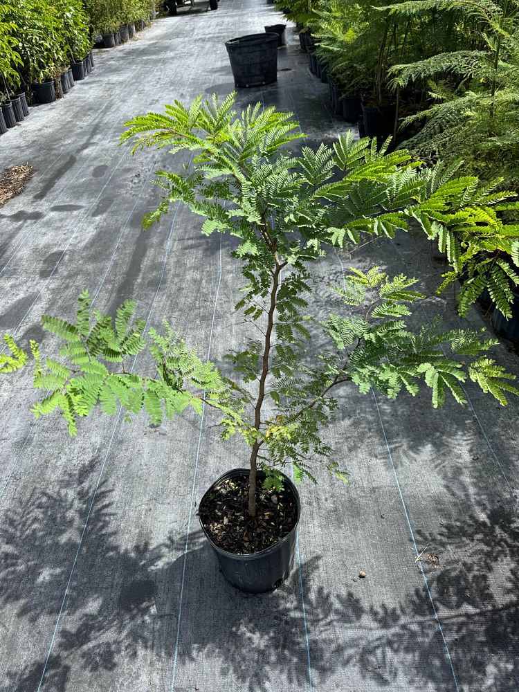 lysiloma-latisiliquum-wild-tamarind-florida-native-tamarind