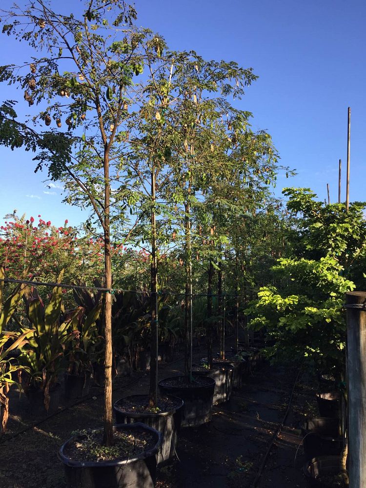 lysiloma-sabicu-wild-tamarind-horseflesh-mahogany