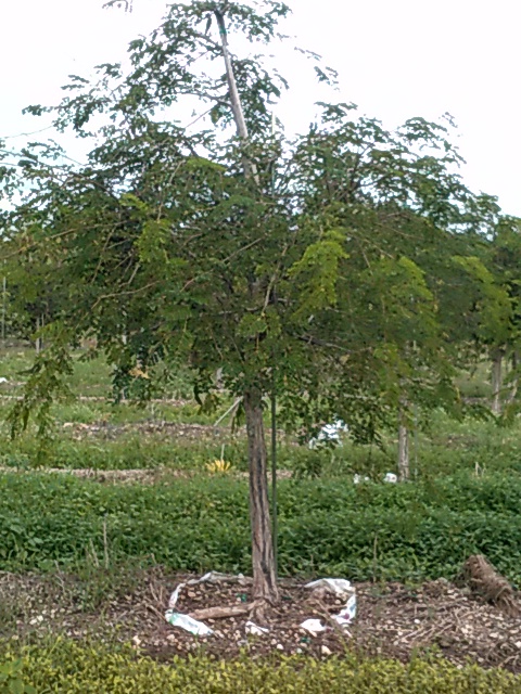lysiloma-sabicu-wild-tamarind-horseflesh-mahogany
