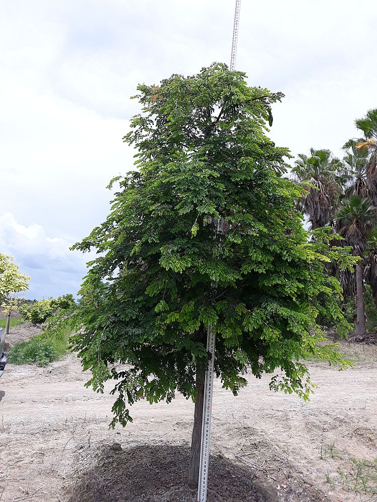 lysiloma-sabicu-wild-tamarind-horseflesh-mahogany