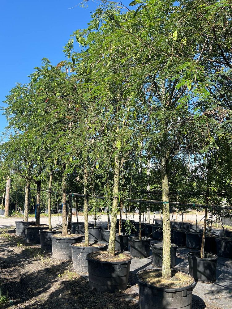 lysiloma-sabicu-wild-tamarind-horseflesh-mahogany