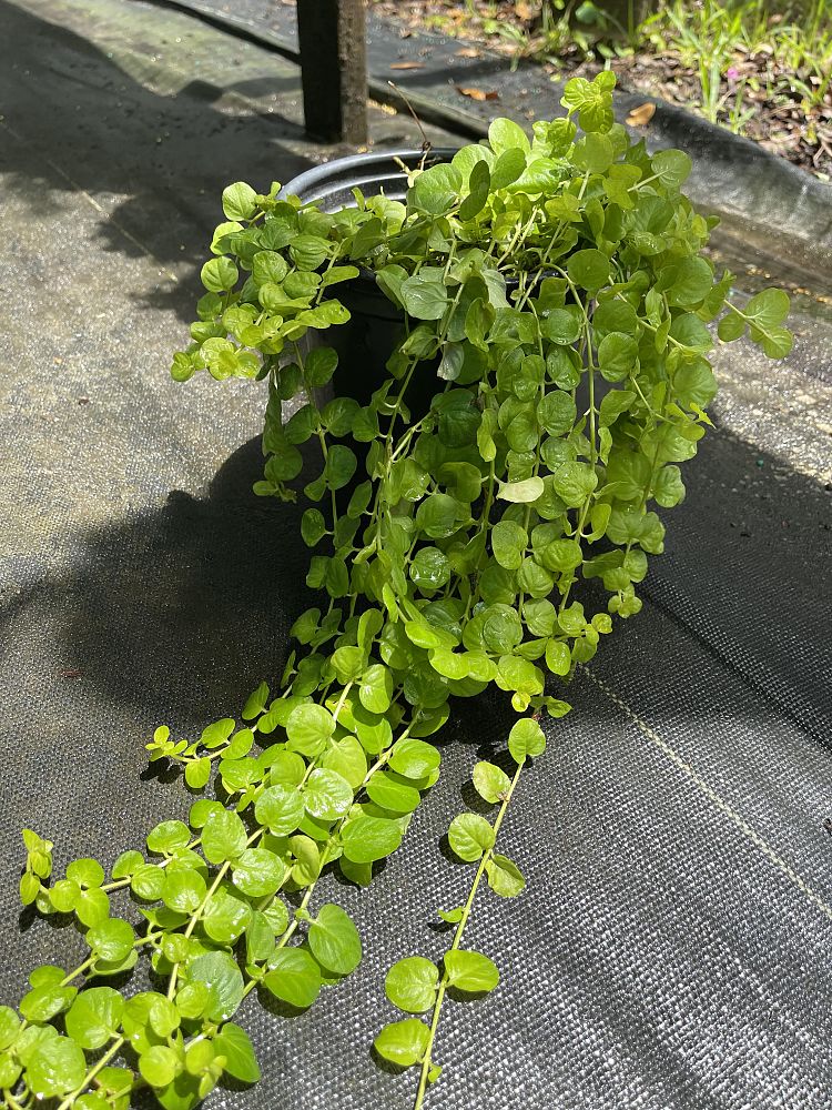 lysimachia-congestiflora-creeping-jenny-moneywort