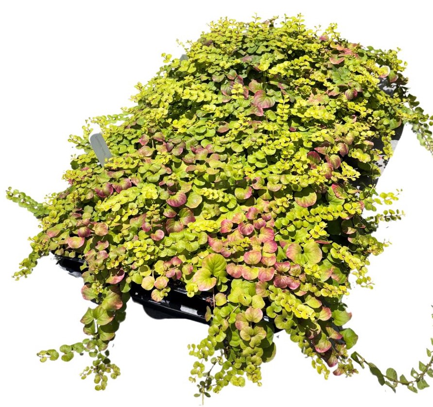 lysimachia-congestiflora-midnight-sun-creeping-jenny-moneywort