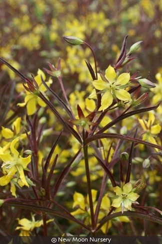lysimachia-lanceolata-lanceleaf-loosestrife