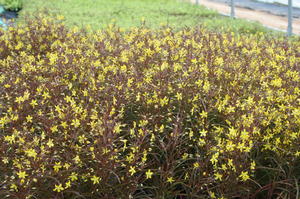 lysimachia-lanceolata-lanceleaf-loosestrife