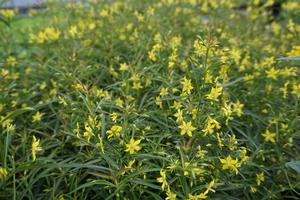 lysimachia-lanceolata-var-purpurea-lanceleaf-loosestrife
