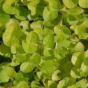 lysimachia-nummularia-aurea-moneywort-golden-creeping-jenny