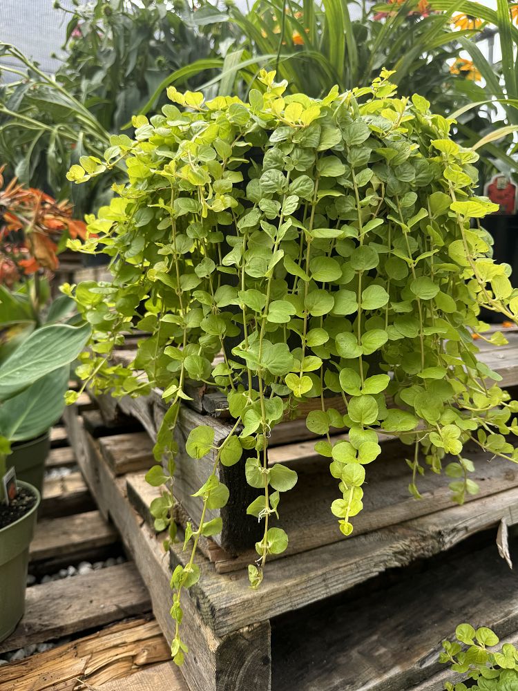 lysimachia-nummularia-aurea-moneywort-golden-creeping-jenny
