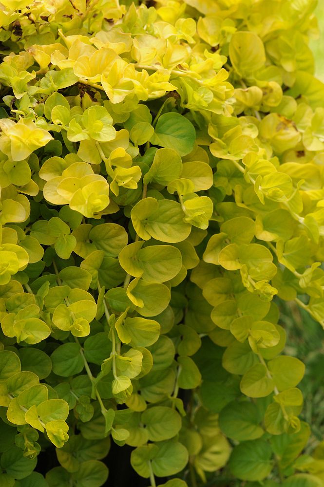 lysimachia-nummularia-goldilocks-moneywort-creeping-jenny