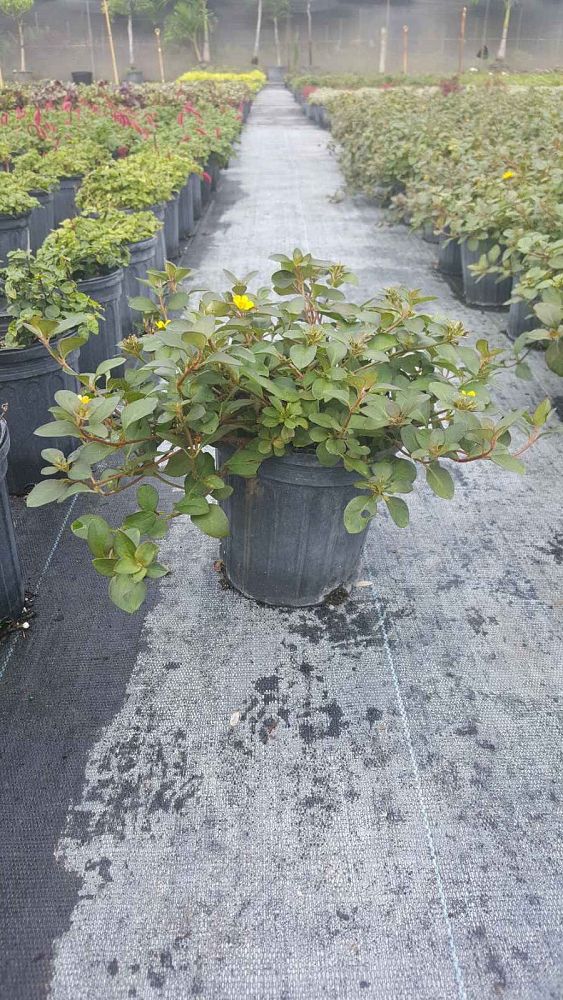 lysimachia-procumbens-golden-globes