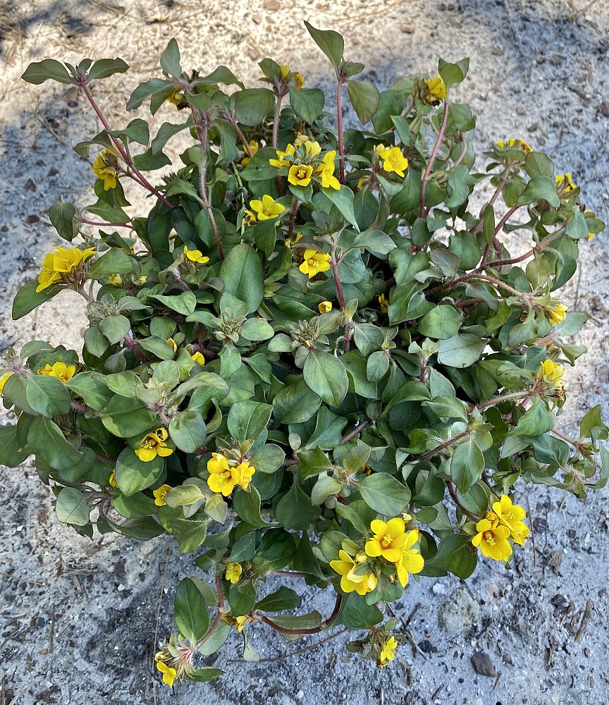 lysimachia-procumbens-golden-globes
