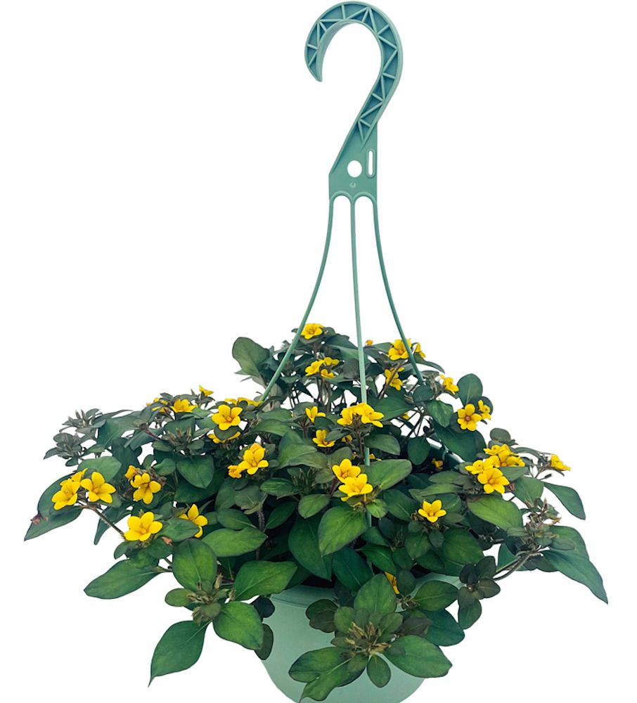 lysimachia-procumbens-golden-globes