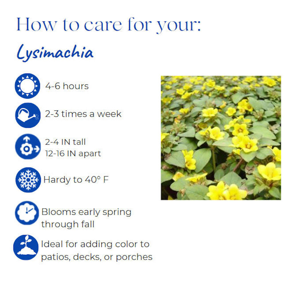 lysimachia-procumbens-golden-globes