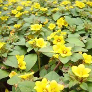 lysimachia-procumbens-golden-globes