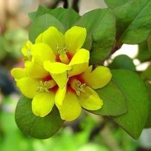 lysimachia-procumbens-golden-globes