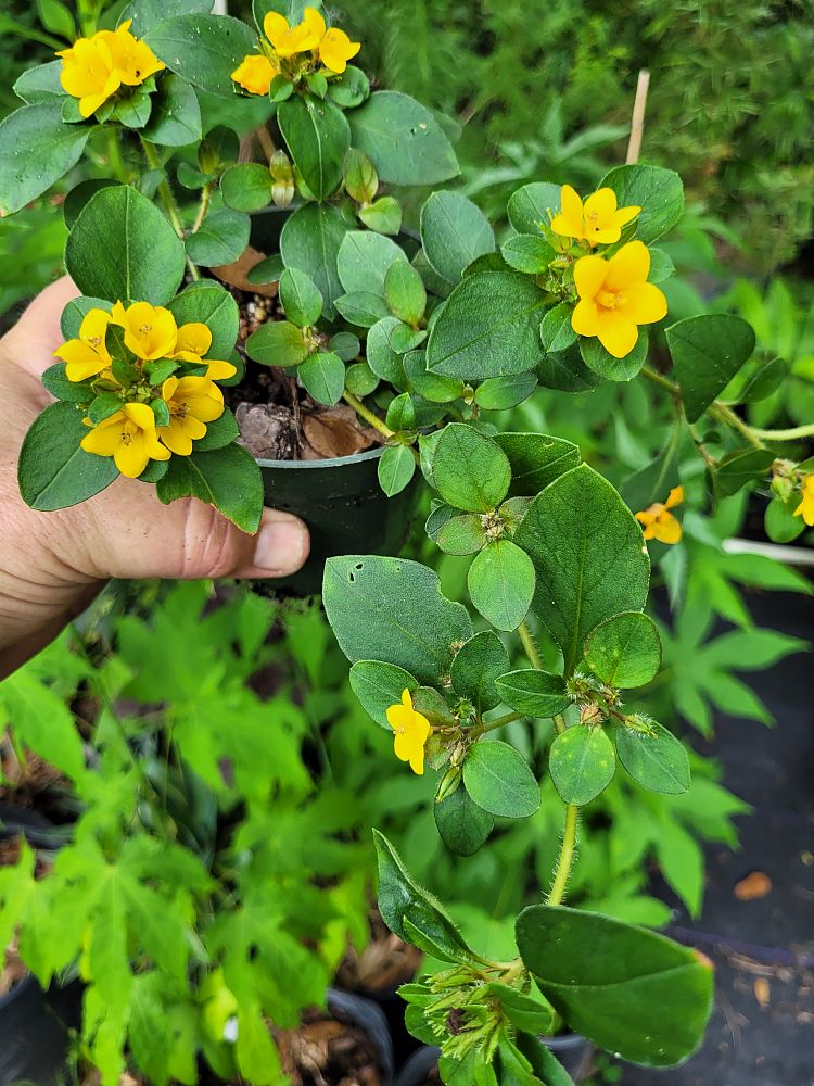lysimachia-procumbens-golden-globes