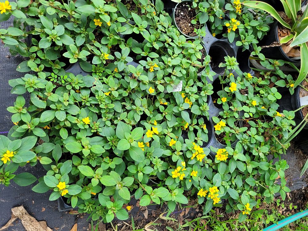 lysimachia-procumbens-golden-globes