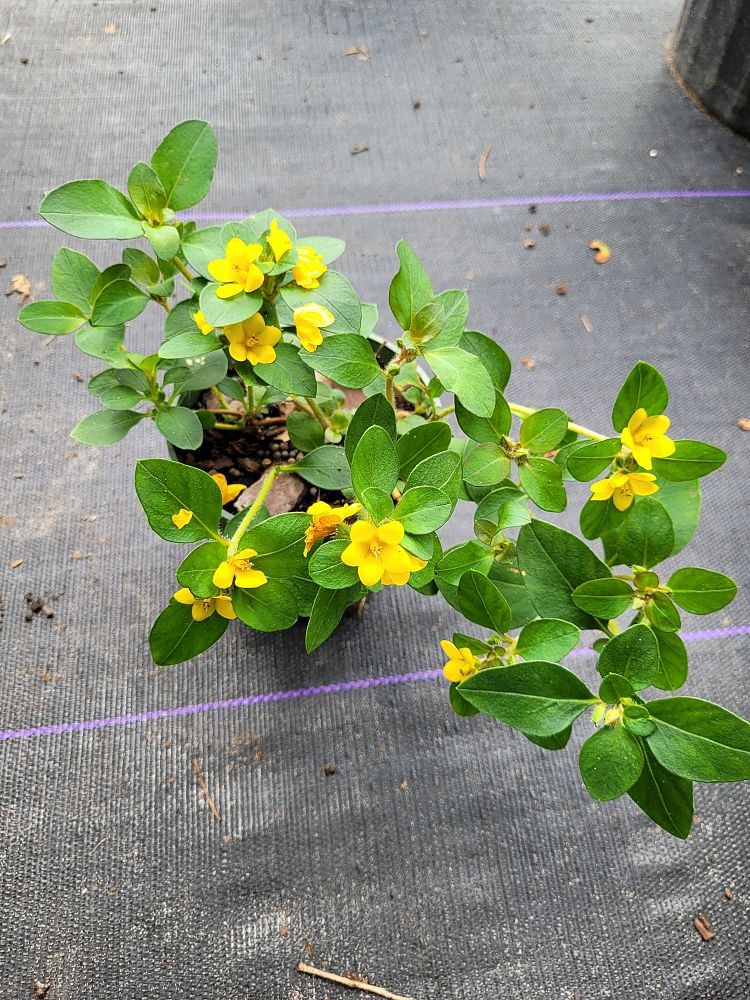 lysimachia-procumbens-golden-globes