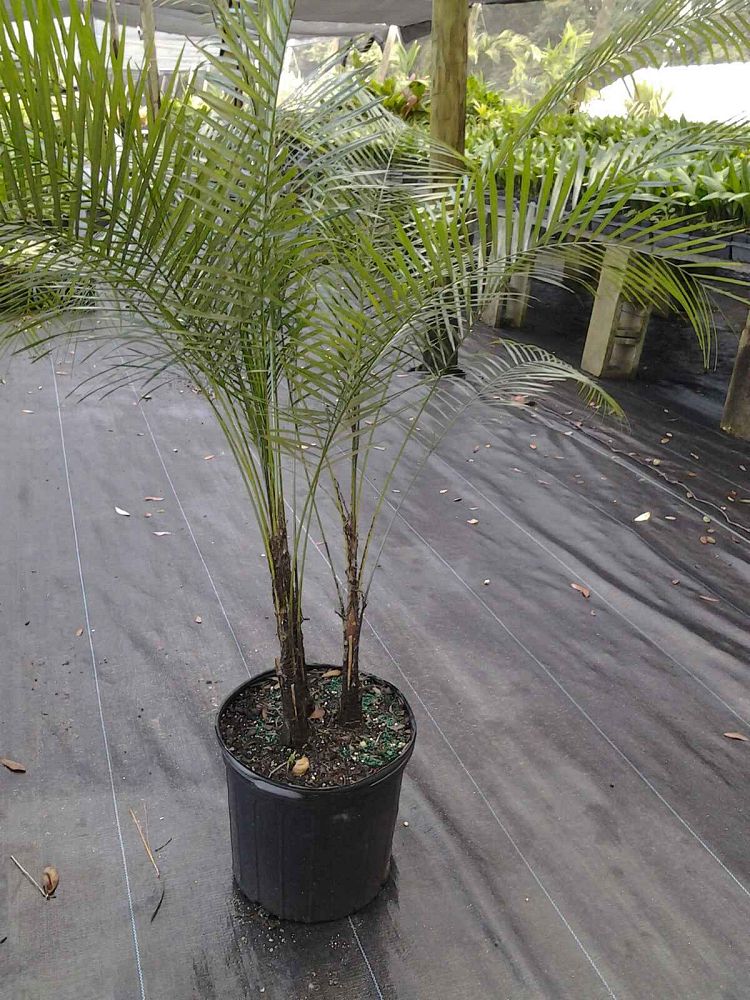 lytocaryum-weddellianum-microcoelum-weddellianum