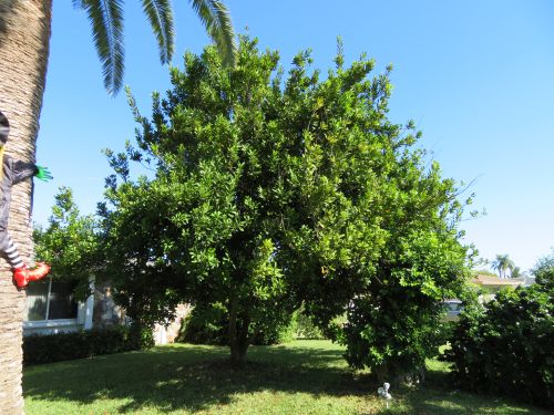 macadamia