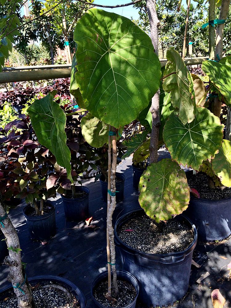macaranga-grandifolia