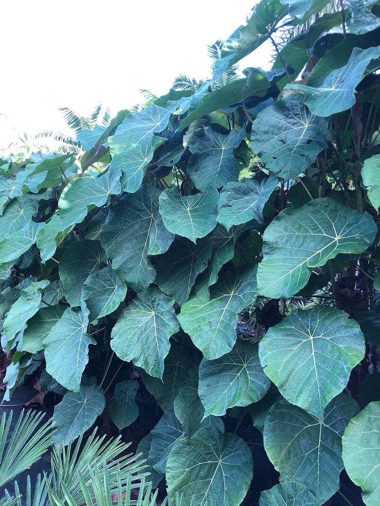 macaranga-grandifolia