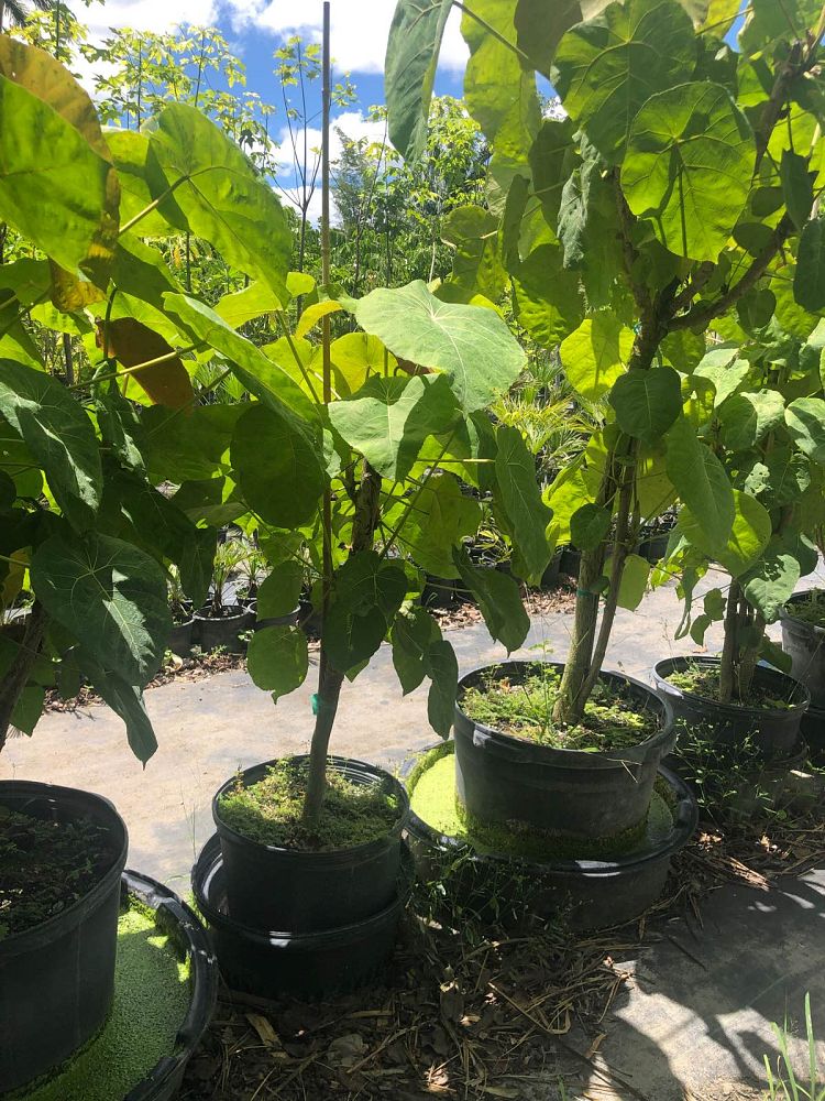 macaranga-grandifolia