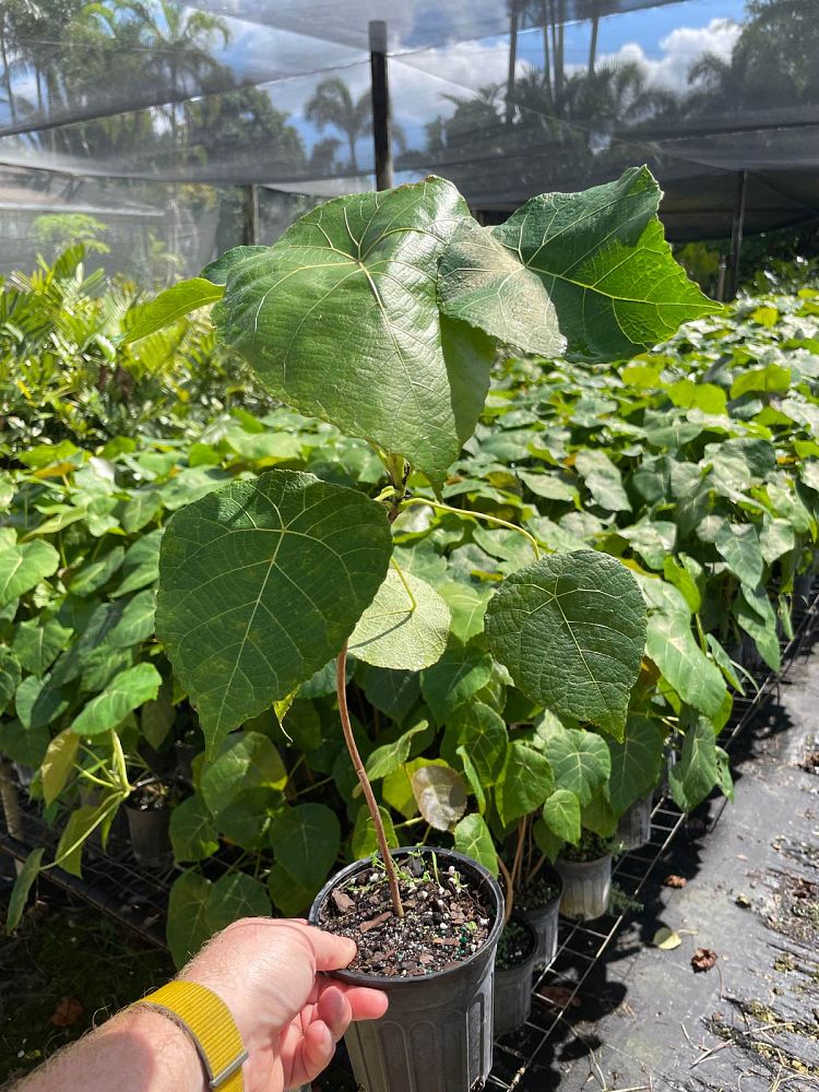 macaranga-grandifolia