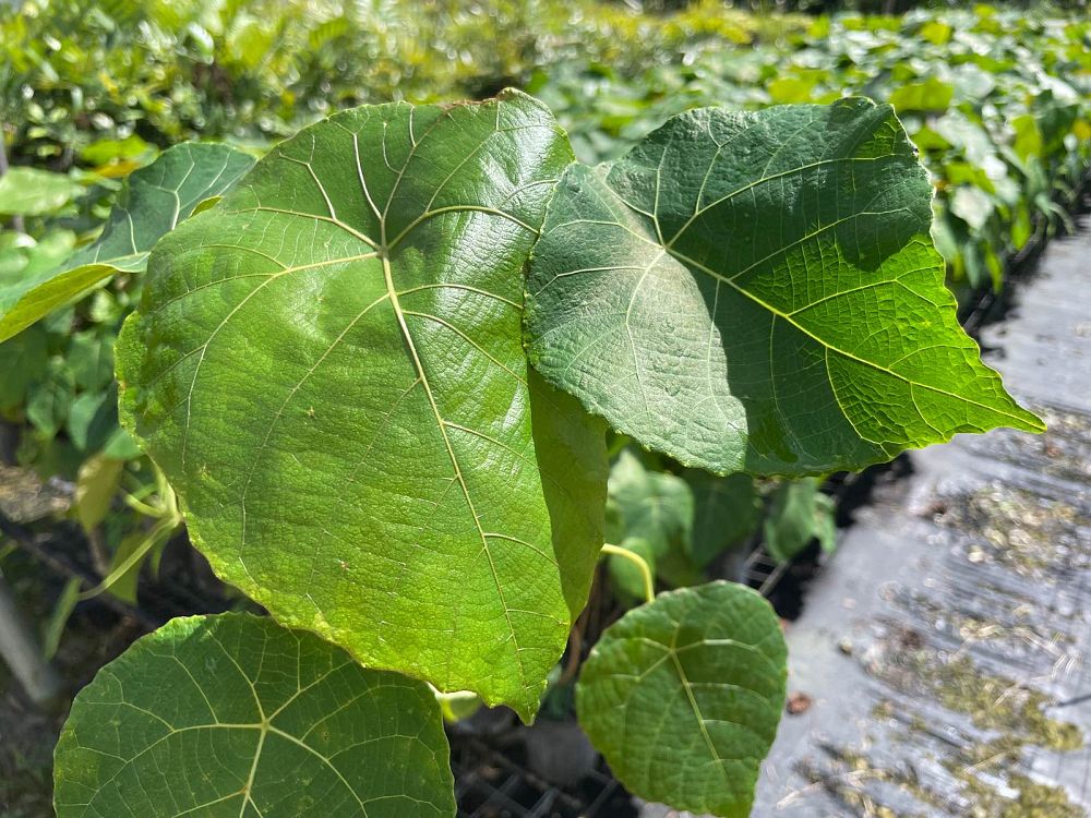 macaranga-grandifolia