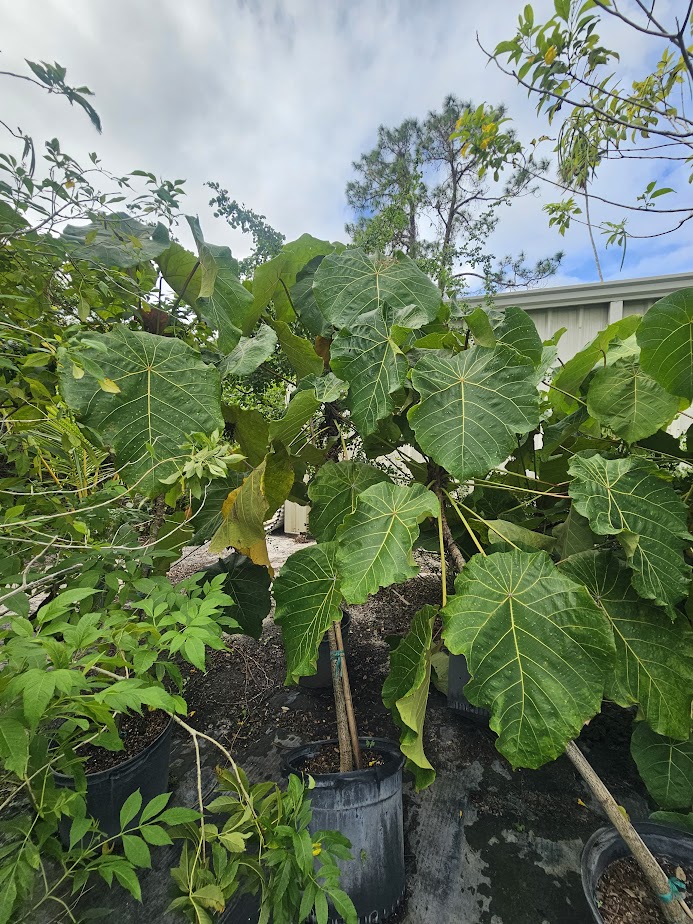 macaranga-grandifolia